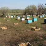 Кочевая пасека