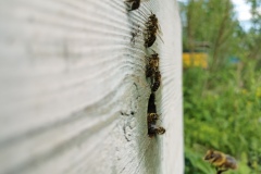 Среднерусские пчёлы
