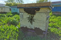 Пчёлы не входят в улей, 10 мая