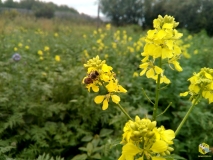 Пчела на Свербиге