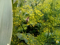 Пчела на укропе