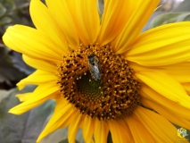 Пчелка на подсолнухе