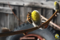Пчела на вербе