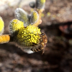 Пчела на вербе 2