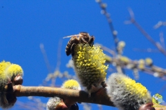 Среднерусская пчела на вербе
