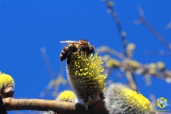 Среднерусская пчела на вербе 2