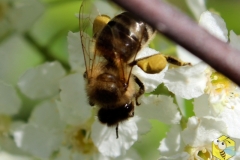 Пчела собирает пыльцу с цветков черемухи