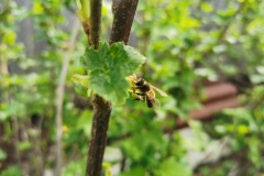 Пчела на смородине