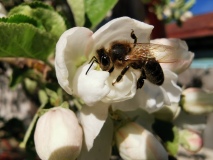 Пчела на яблоне