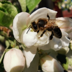 Пчела на яблоне