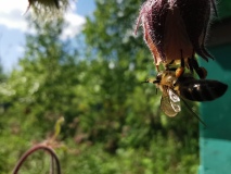 Пчела с обножкой на гравилате