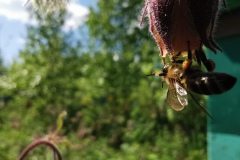 Пчела с обножкой на гравилате