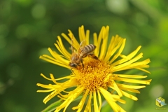 Пчела на Девясиле Иволистном