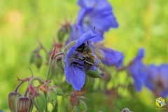 Пчела на цветке герани