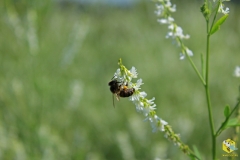 Пчела на белом доннике