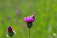 Пчела на бодяке болотном