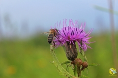 Пчела на цветке серпухи венценосной
