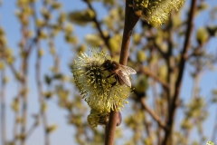 Пчела на цветке вербы 3