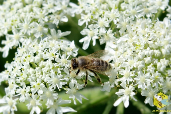 Пчела на цветке Борщевика