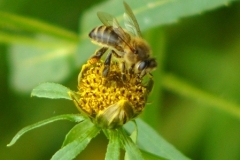 Пчела на череде поникшей