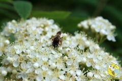 Дикая пчела на цветке рябины