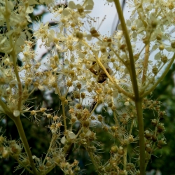 Пчела прячется в лабазнике