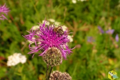 Пчела на цветке Василька Шероховатого