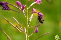 Пчела на Иван-чае 1
