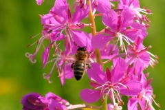 Пчела на Иван-чае 4