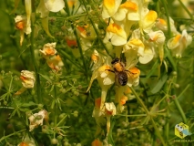 Пчела собирает нектар с льнянки