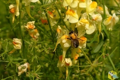 Пчела собирает нектар с льнянки