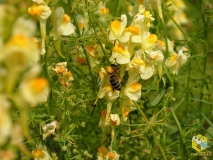 Пчелы при работе на льнянке измазывают в пыльце спину