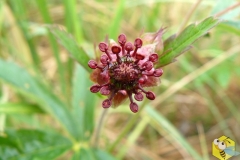 Сабельник болотный, лапчатка болотная - Comarum palustre L.