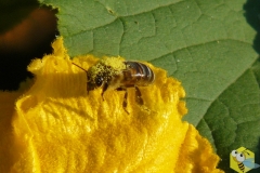 Пчела в пыльце на цветке Тыквы