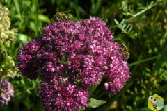 Пчелы на Очитоке пурпурном