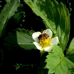 Пчела на клубнике