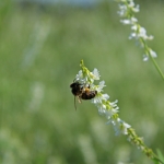 Пчела на белом доннике