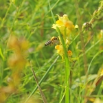 При работе на льнянке пчелы измазывает спину в пыльце