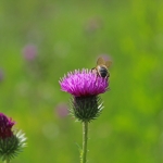Пчела на бодяке болотном