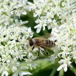 Пчела на цветке Борщевика