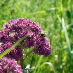 Пчела на Очитоке пурпурном