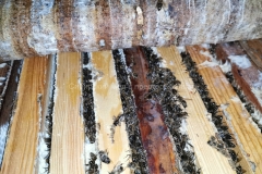 7 марта, пчёлы в омшанике