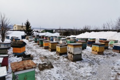 20 марта. Выставляем пчёл на пасеке Старчевского Е.Н.