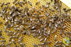 Свежий нектар - майский мёд