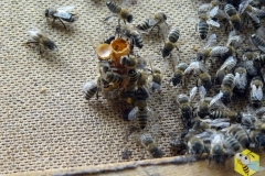 Пчелы окружили маточник