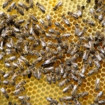 Свежий нектар - майский мёд