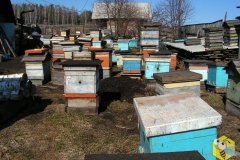 Пчелосемьи ждут поездки на кочевку