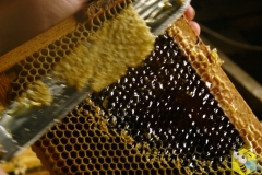 Распечатываем болотный мед