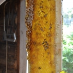 Рамочка мёда