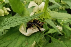 Пчела на яснотке белой